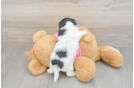 Best Teddy Bear Baby