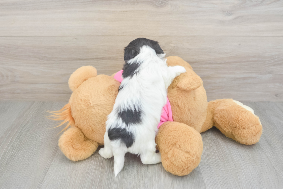 Best Teddy Bear Baby
