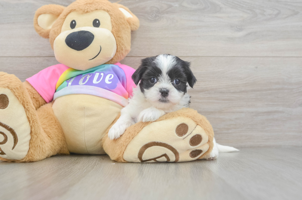 5 week old Teddy Bear Puppy For Sale - Lone Star Pups