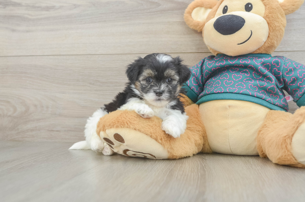 5 week old Teddy Bear Puppy For Sale - Lone Star Pups