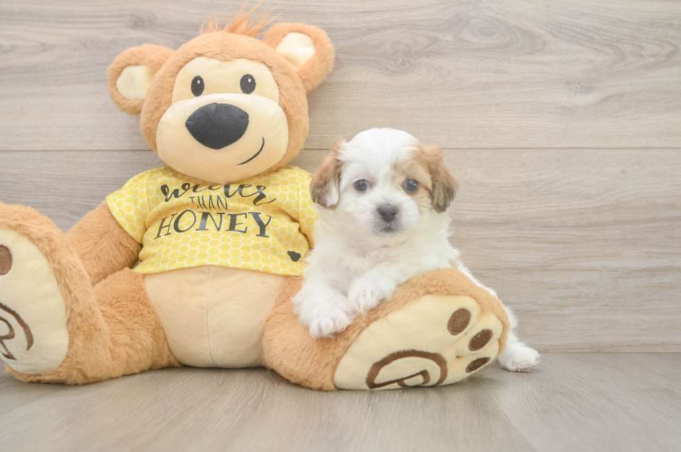 5 week old Teddy Bear Puppy For Sale - Lone Star Pups