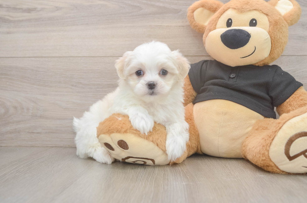 5 week old Teddy Bear Puppy For Sale - Lone Star Pups