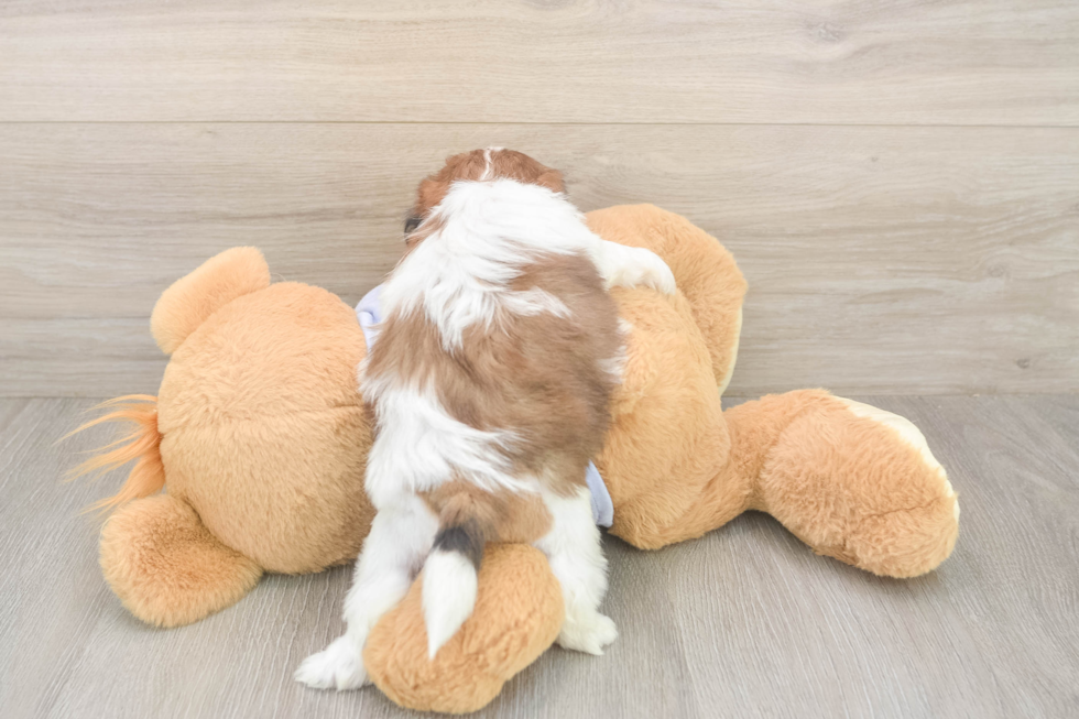 Fluffy Teddy Bear Designer Pup