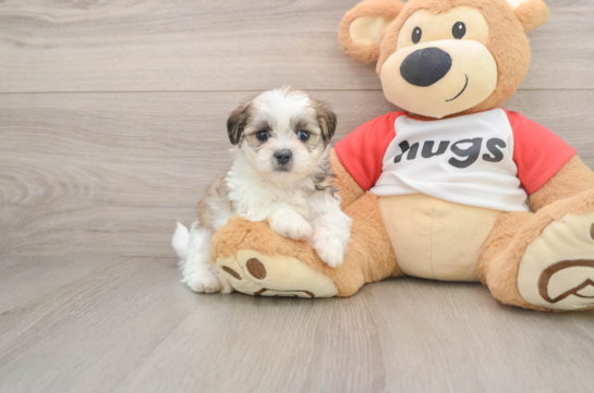 Smart Teddy Bear Designer Pup
