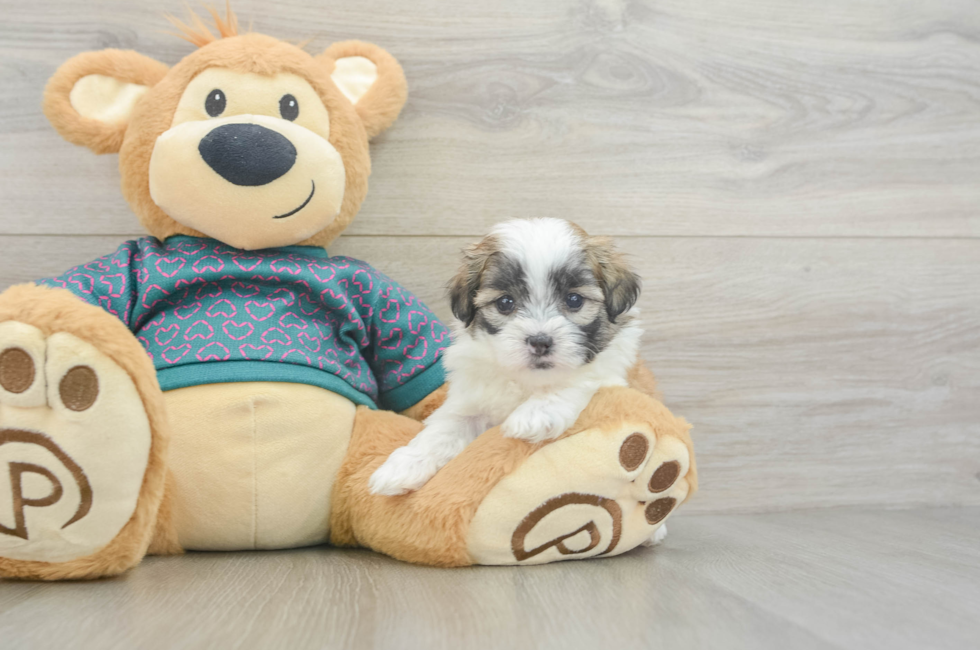 5 week old Teddy Bear Puppy For Sale - Lone Star Pups