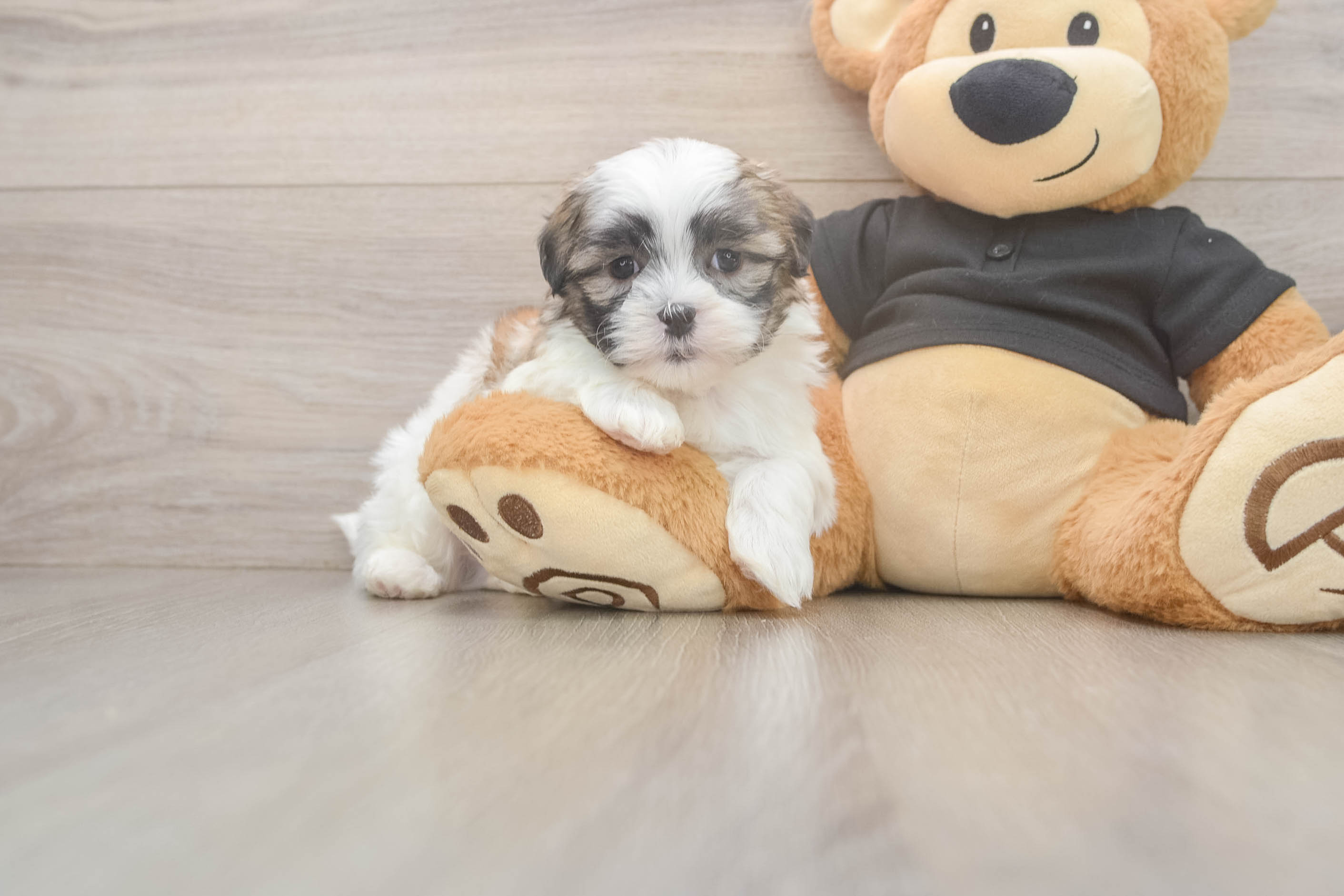 Fluffy Teddy Bear Designer Pup