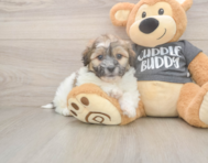 7 week old Teddy Bear Puppy For Sale - Lone Star Pups
