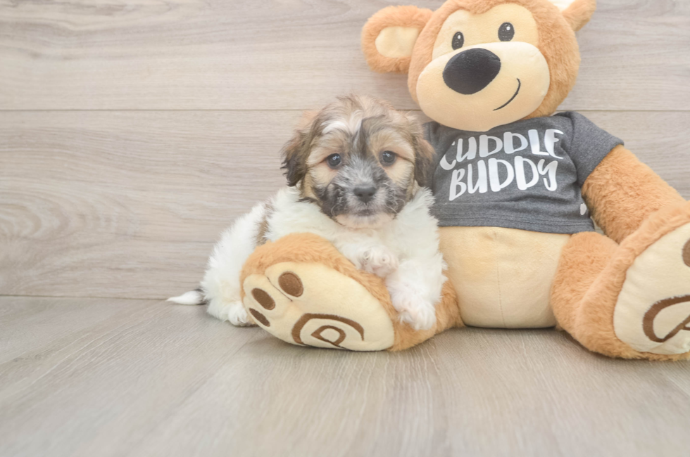 8 week old Teddy Bear Puppy For Sale - Lone Star Pups