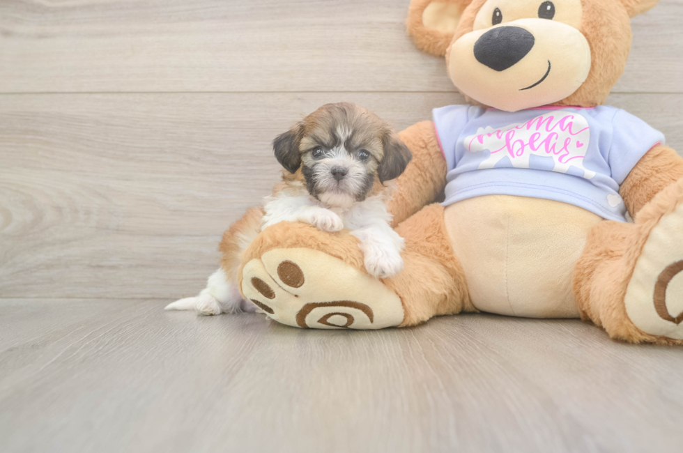 5 week old Teddy Bear Puppy For Sale - Lone Star Pups
