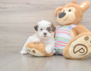 5 week old Teddy Bear Puppy For Sale - Lone Star Pups