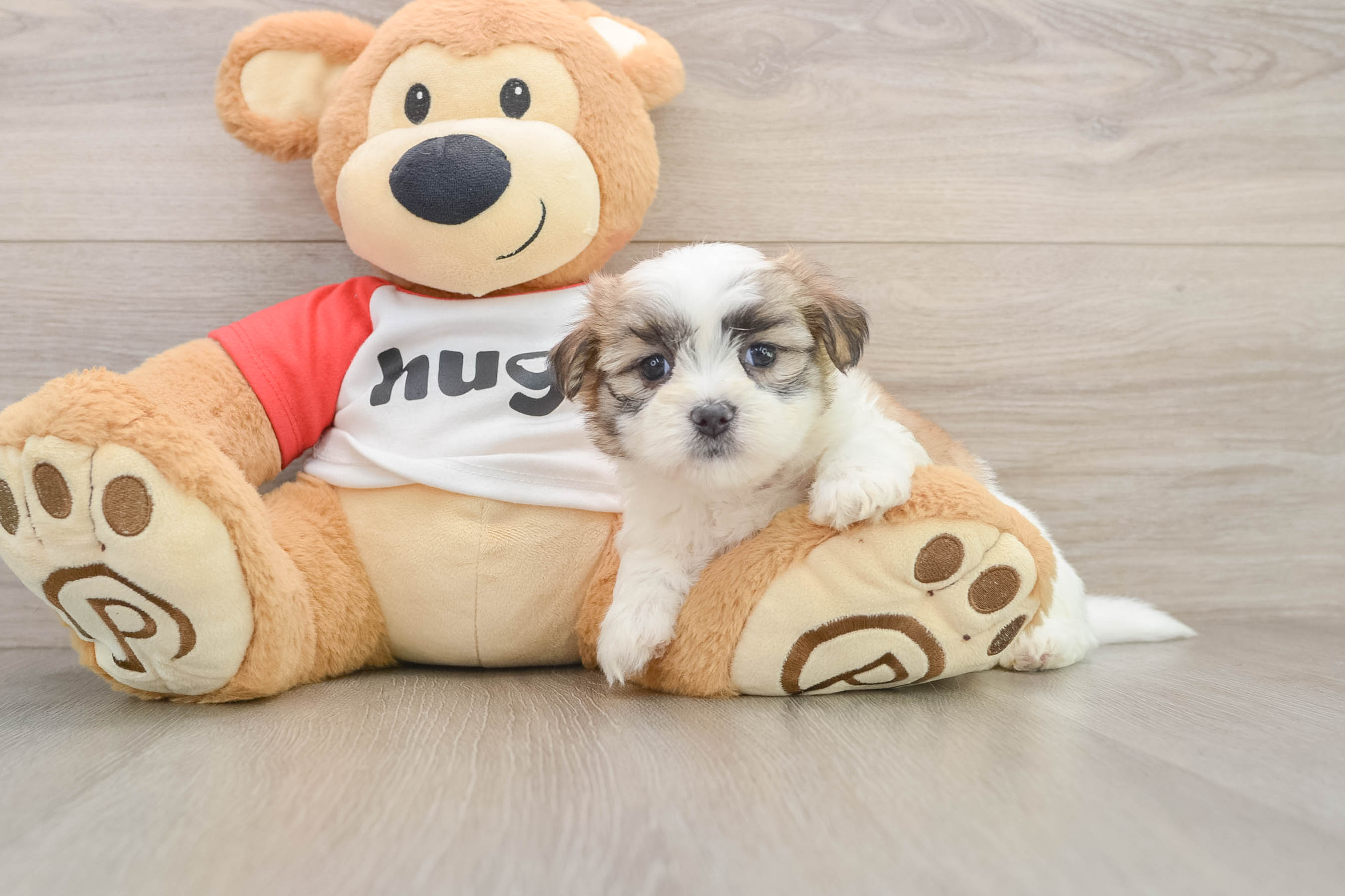 Teddy Bear Puppy for Adoption