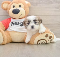 7 week old Teddy Bear Puppy For Sale - Lone Star Pups