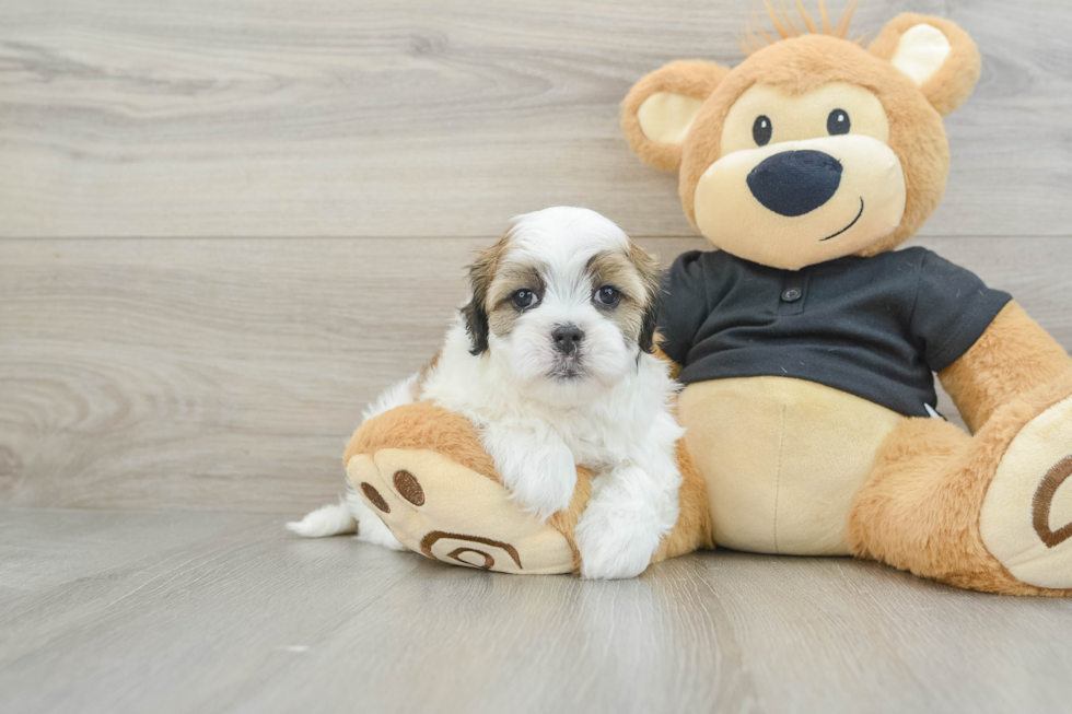 Energetic Shi Chon Designer Puppy