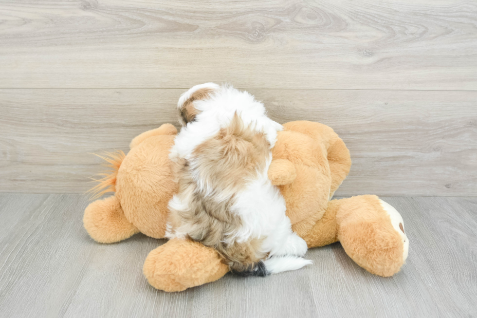 Funny Teddy Bear Designer Pup