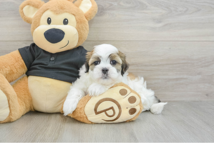 Best Teddy Bear Baby