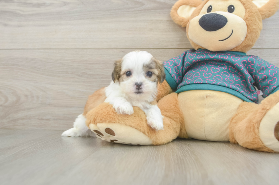5 week old Teddy Bear Puppy For Sale - Lone Star Pups