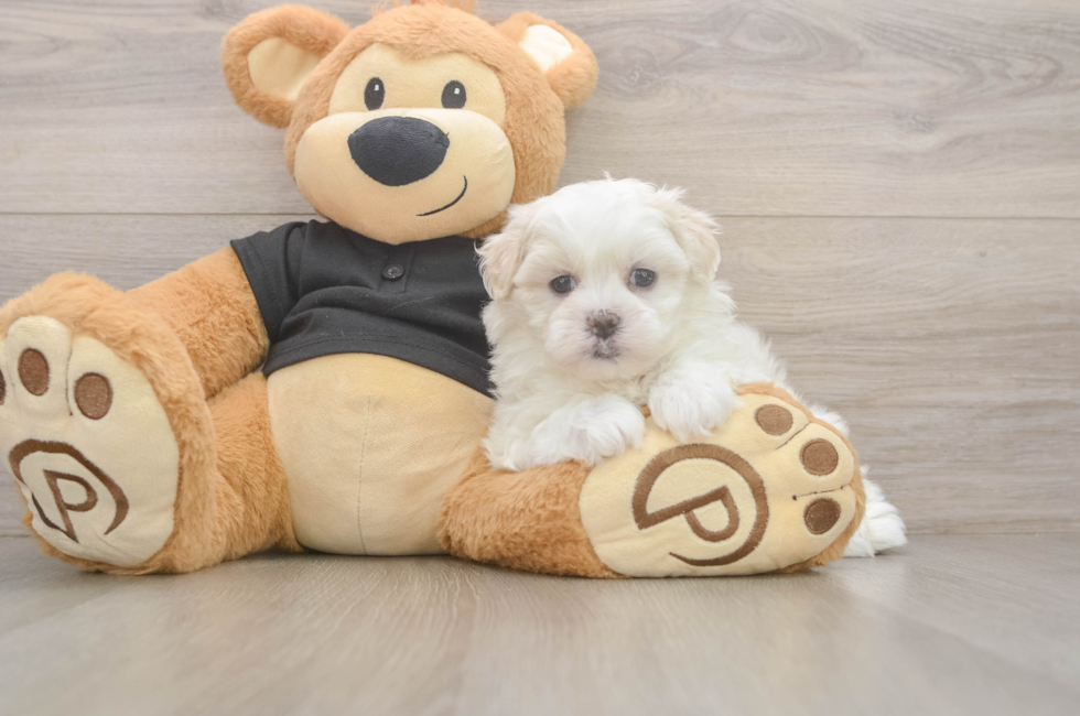5 week old Teddy Bear Puppy For Sale - Lone Star Pups