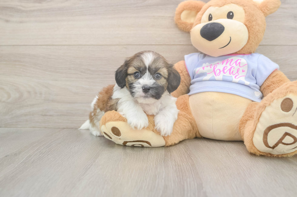 5 week old Teddy Bear Puppy For Sale - Lone Star Pups