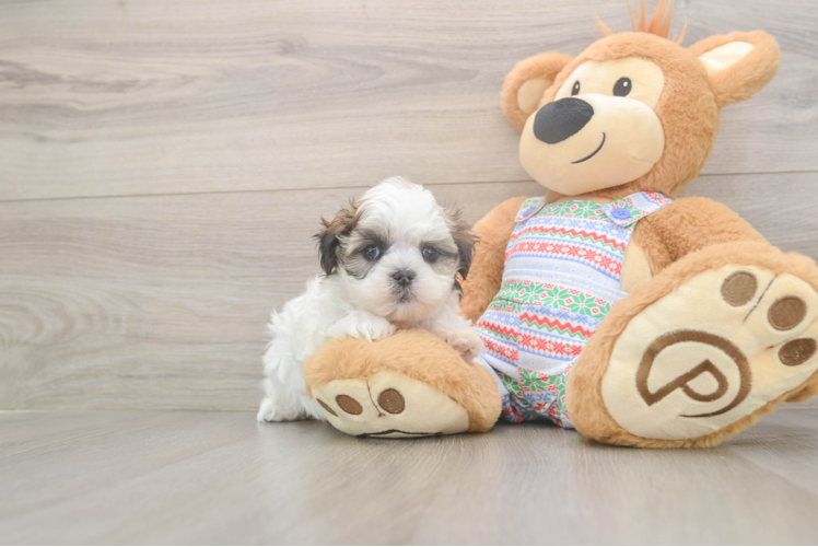 Energetic Shitzu Designer Puppy