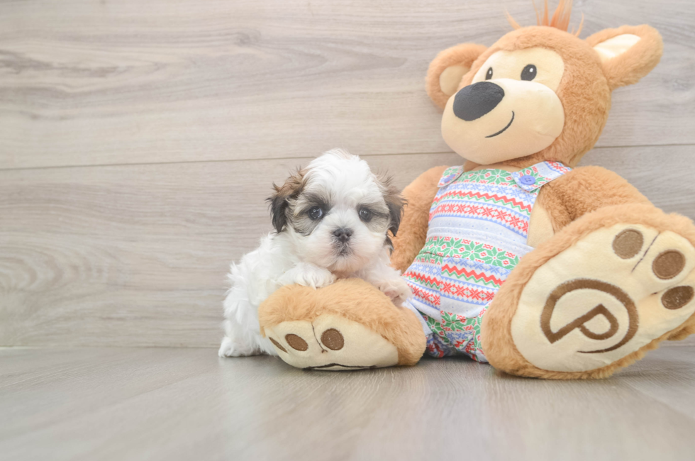 5 week old Teddy Bear Puppy For Sale - Lone Star Pups