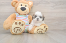 Playful Shi Chon Designer Puppy