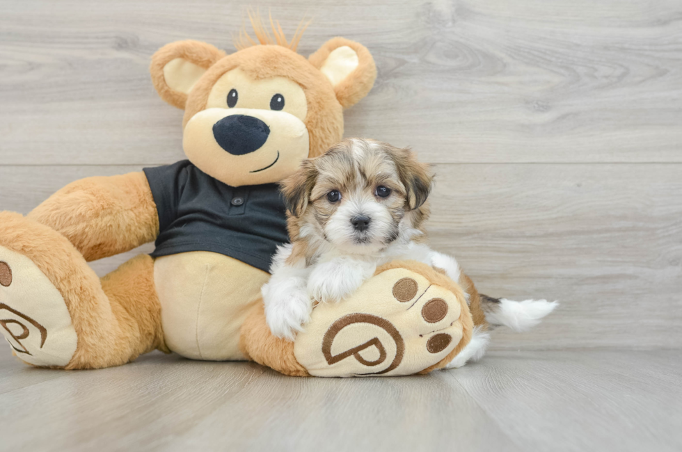 7 week old Teddy Bear Puppy For Sale - Lone Star Pups