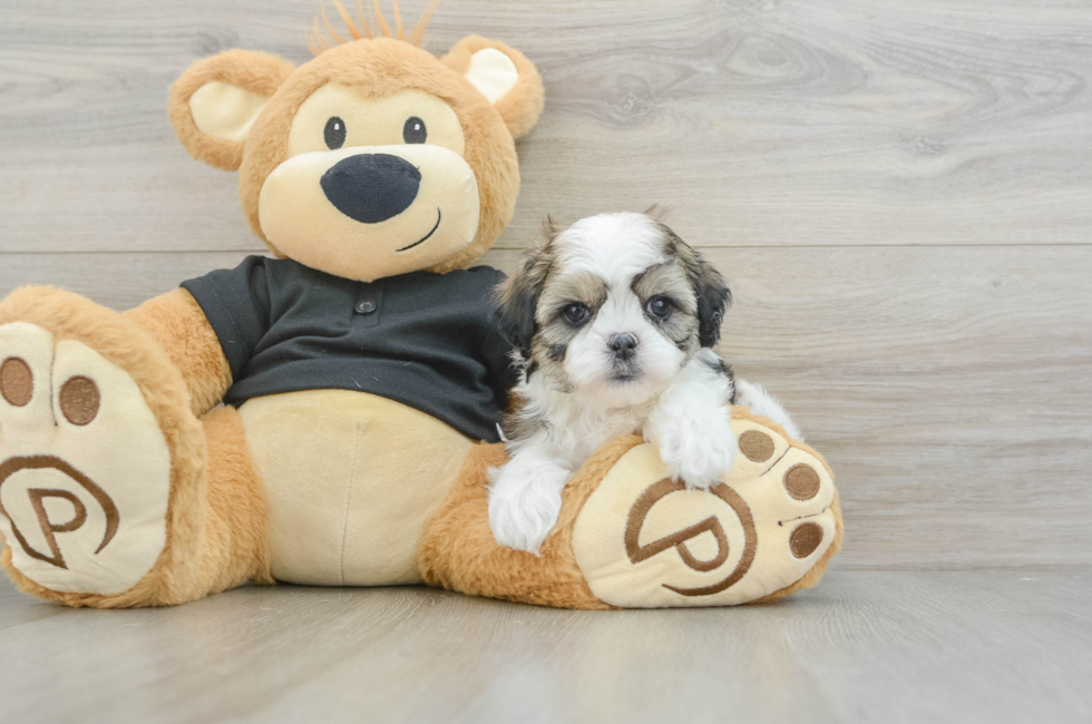 6 week old Teddy Bear Puppy For Sale - Lone Star Pups