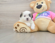 7 week old Teddy Bear Puppy For Sale - Lone Star Pups