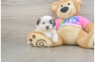 Adorable Shitzu Designer Puppy