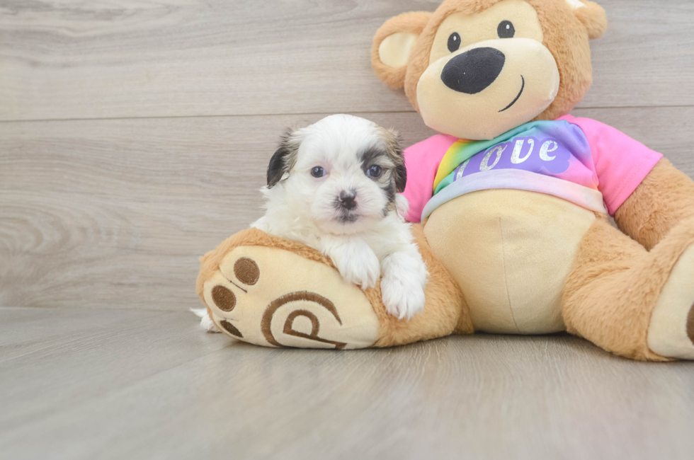 5 week old Teddy Bear Puppy For Sale - Lone Star Pups