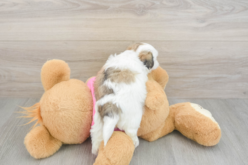 Teddy Bear Puppy for Adoption