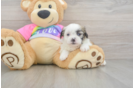Petite Teddy Bear Designer Pup