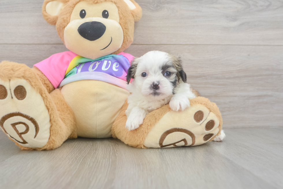 Petite Teddy Bear Designer Pup