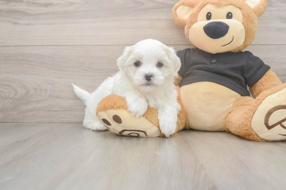 5 week old Teddy Bear Puppy For Sale - Lone Star Pups