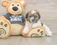 7 week old Teddy Bear Puppy For Sale - Lone Star Pups