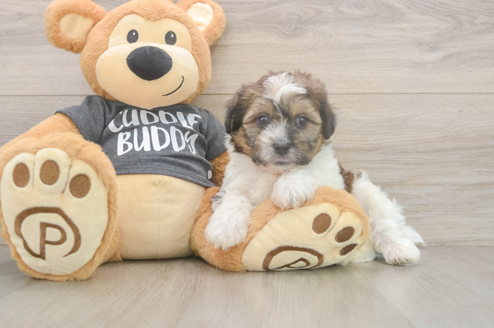 6 week old Teddy Bear Puppy For Sale - Lone Star Pups