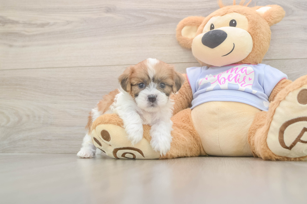 5 week old Teddy Bear Puppy For Sale - Lone Star Pups