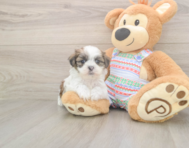 5 week old Teddy Bear Puppy For Sale - Lone Star Pups
