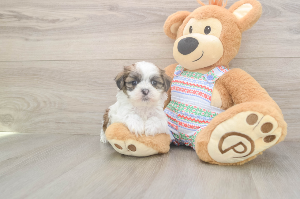 5 week old Teddy Bear Puppy For Sale - Lone Star Pups