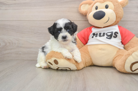 GIDEON, a Teddy Bear littermate