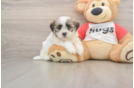 Hypoallergenic Shi Chon Designer Puppy