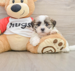 8 week old Teddy Bear Puppy For Sale - Lone Star Pups