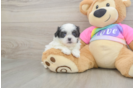 Teddy Bear Puppy for Adoption
