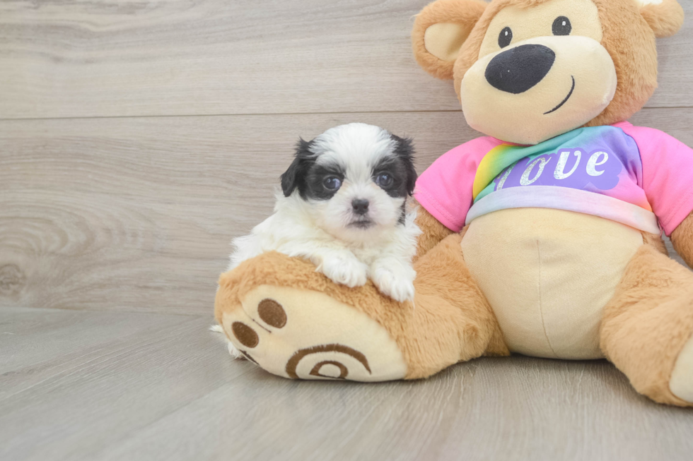 Teddy Bear Puppy for Adoption