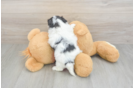 Energetic Shit Designer Puppy
