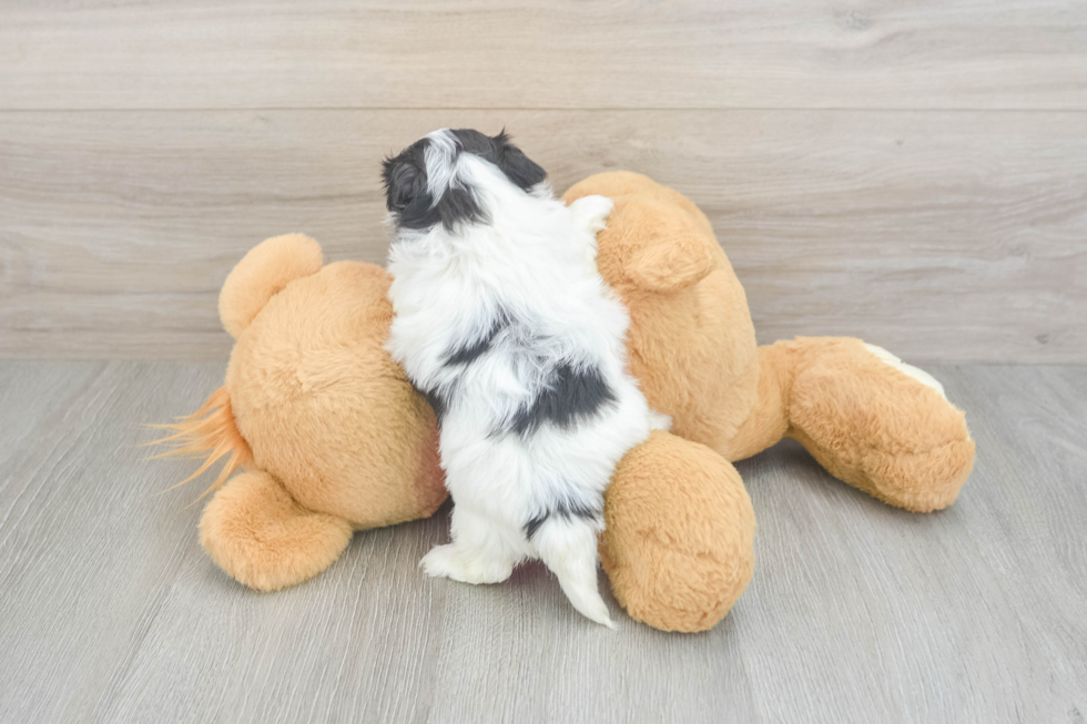 Energetic Shit Designer Puppy