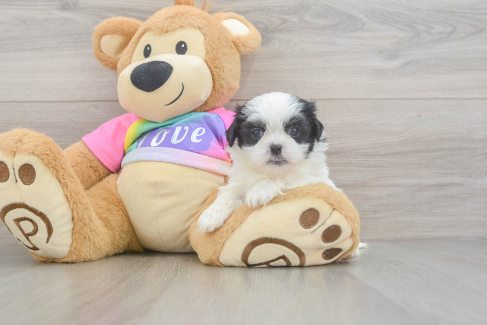 Friendly Teddy Bear Baby