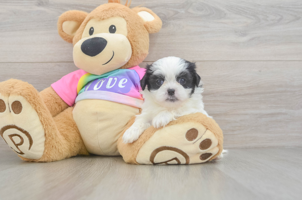 5 week old Teddy Bear Puppy For Sale - Lone Star Pups