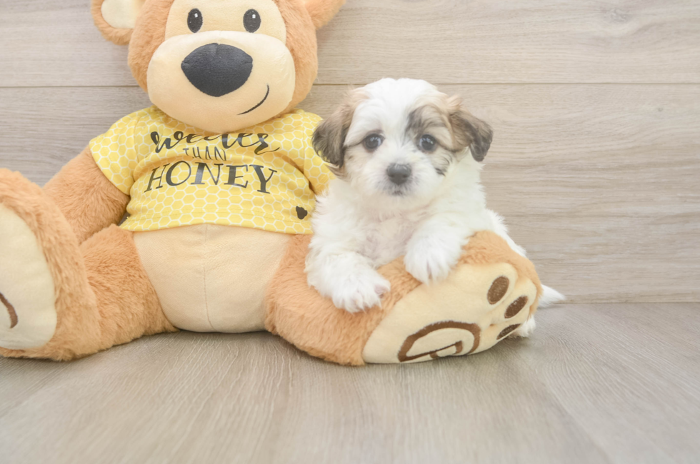 5 week old Teddy Bear Puppy For Sale - Lone Star Pups