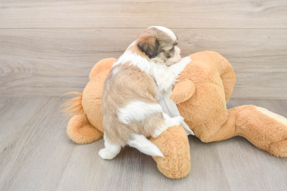 Sweet Teddy Bear Baby